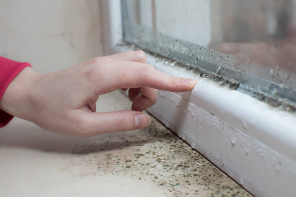 Best Forensic Mold Investigation  in Osage, IA