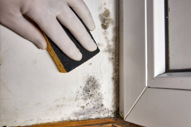 Mold Remediation for Rental Properties in Osage, IA